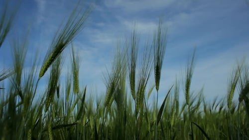 Swaying Ears Of Wheat Against The Blue Sky