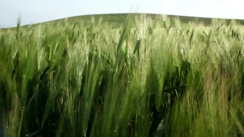 Wheat Field With Hill On The Horizon