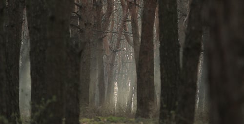 Pine Forest with the Haze