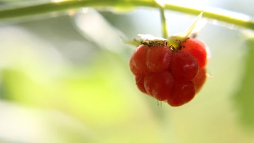 Close-Up of a Ripe Red Raspberry on Vine