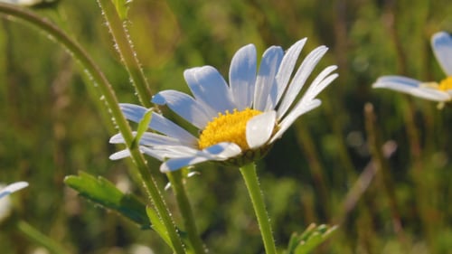 White Daisies Swaying in Sunny Meadow Close Up