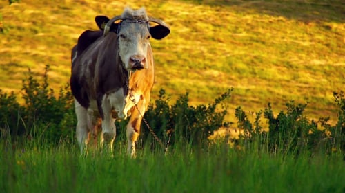 Cow Standing in Lush Green Pasture at Sunset