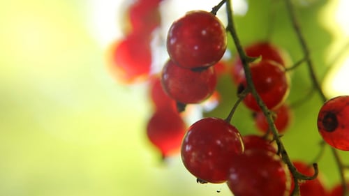 Red Currants Hang on the Branch in Summer