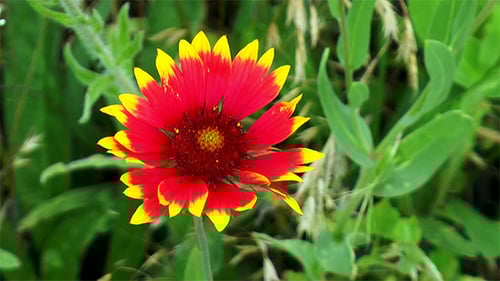 Vibrant Red and Yellow Flower Blooming in Garden