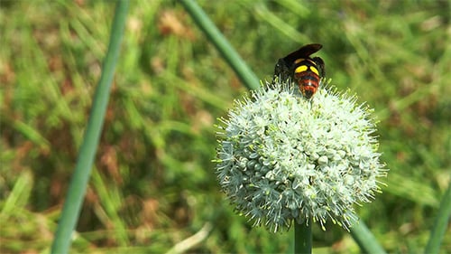 Hornet Flower Onions