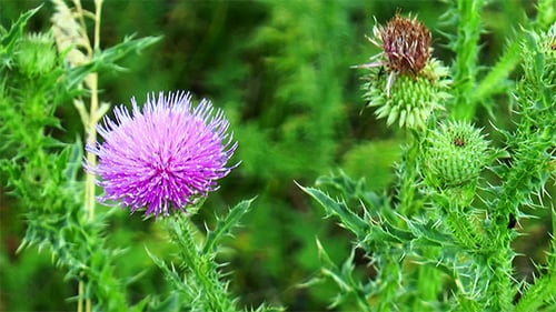 Flower Thistle