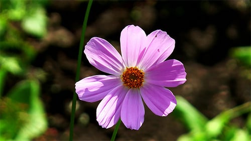 Lovely Pink and White Flower Blooming