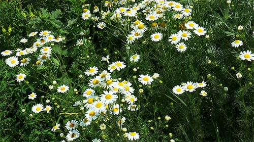 Meadow of Daisies
