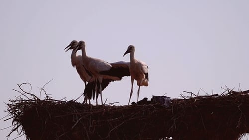 Weißstörche im Nest