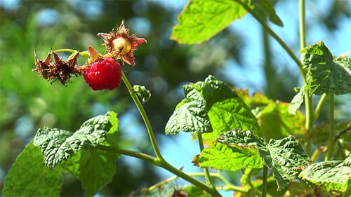 Raspberry Hangs on the Branch