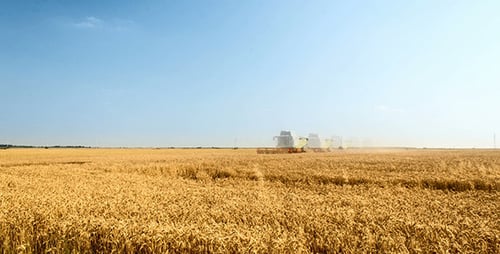 Working Harvesting Combine In The Field Of Wheat
