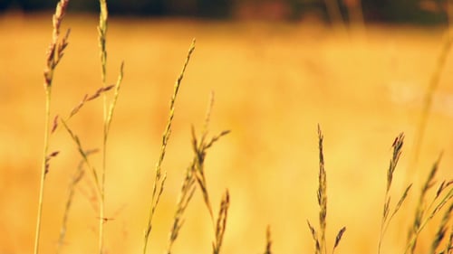Golden Grasses Swaying in a Sunlit Field
