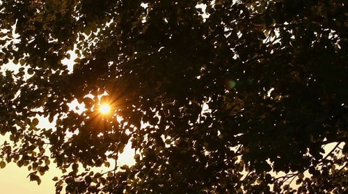 Sun Shining through Tree Silhouette at Sunset