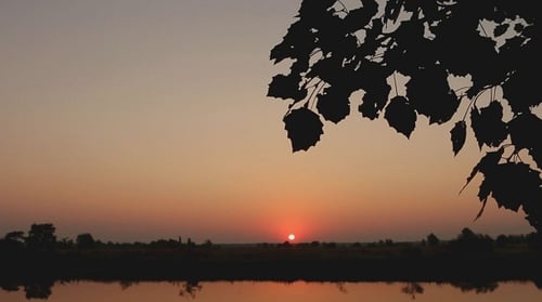 Blätter auf einem Hintergrund von Red Sunrise 2