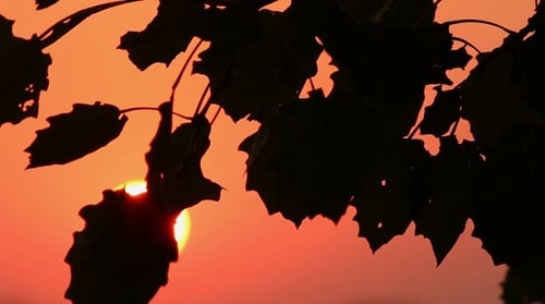 The Silhouette of The Branches Against The Sun