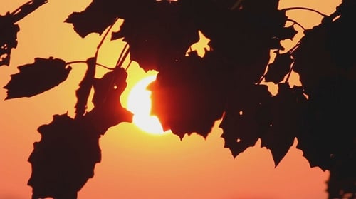 The Silhouette of The Branches Against The Sun 2