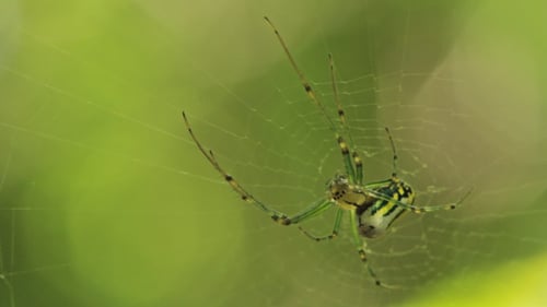 Spinne im Spinnennetz