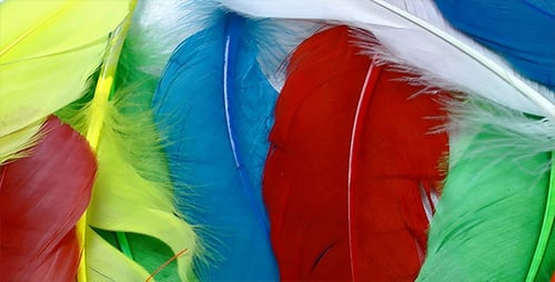 Vibrant Colorful Feathers Close Up