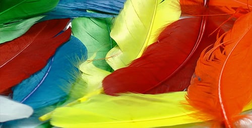 Colorful Feathers 2