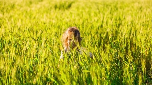 Happy Little Boy Playing With Spikelets In Green