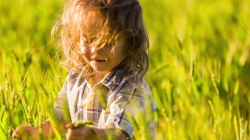 Happy Little Boy Playing With Green Spikelets In