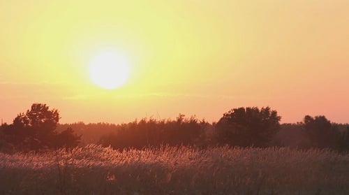 Beautiful Sunset Over Field of Grass and Trees
