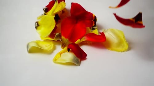 Falling Petals