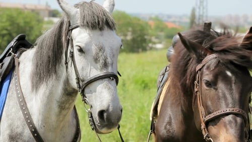 Two Saddled Horses Standing in Grassy Field