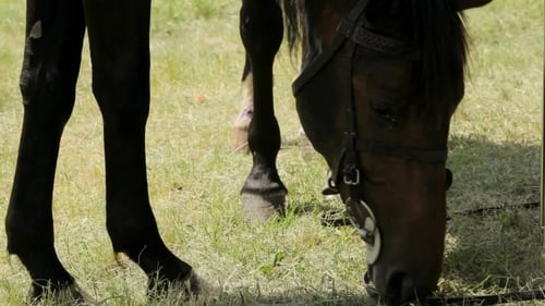 A Brown Horse Wearing a Harness Eat Green Grass.