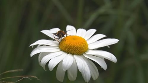 L'insecte et la marguerite