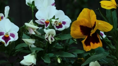 Colourful Pansies