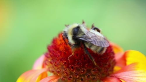 Funktionierende Bumblebee