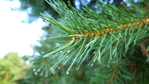 Branch Of A Coniferous Tree With Raindrops