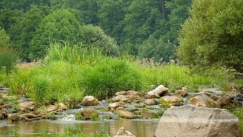Landscape Of The River With Stones And Plants