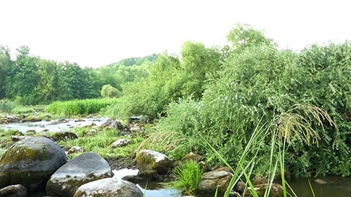 paysage de la rivière avec des pierres et des plantes