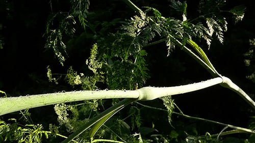Wassertropfen auf dem grünen Gras