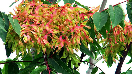 Ailanthus Altissima