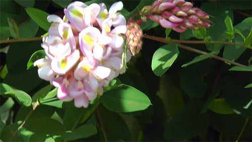 Close Up of Blooming White and Pink Flower