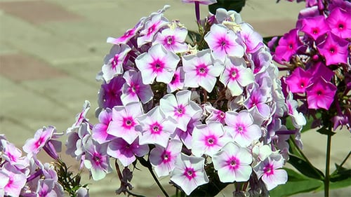 Üppiger und zarter Phlox