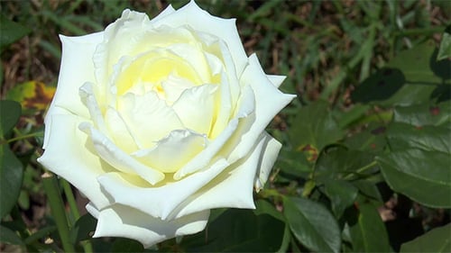 White Rose