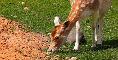 Fawn Grazing in a Green Field on Sunny Day
