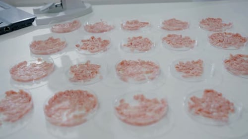 Ground Meat Samples in Petri Dishes in Lab
