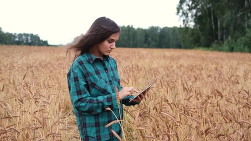 A Woman Farmer with a Tablet Works in a Wheat Field, She Monitors the Growth of a Healthy Crop