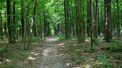 Walking On Forest Trail