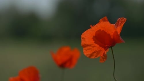 Vibrant Red Poppies Swaying in a Green Field