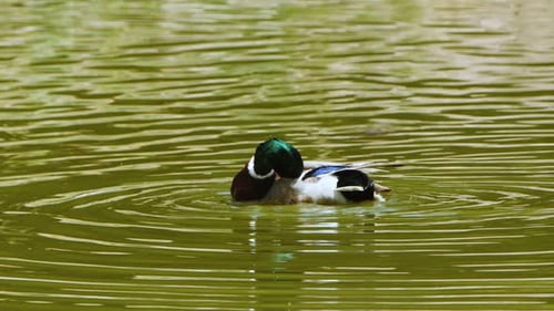 Ente In Einem Grünen See 3