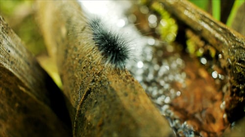 Água de bambu Feature 16