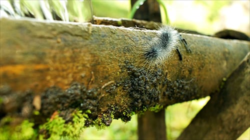 Água de bambu 13