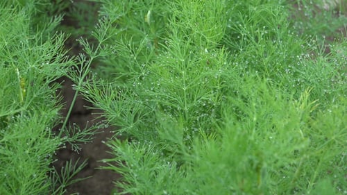 Fresh Green Dill Growing in a Rural Garden