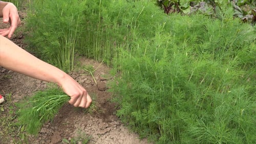 Dill 1